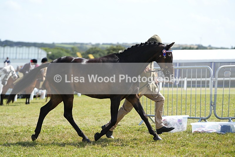 DSC07332 - Class 69: NPS Show Pony 4 years and over