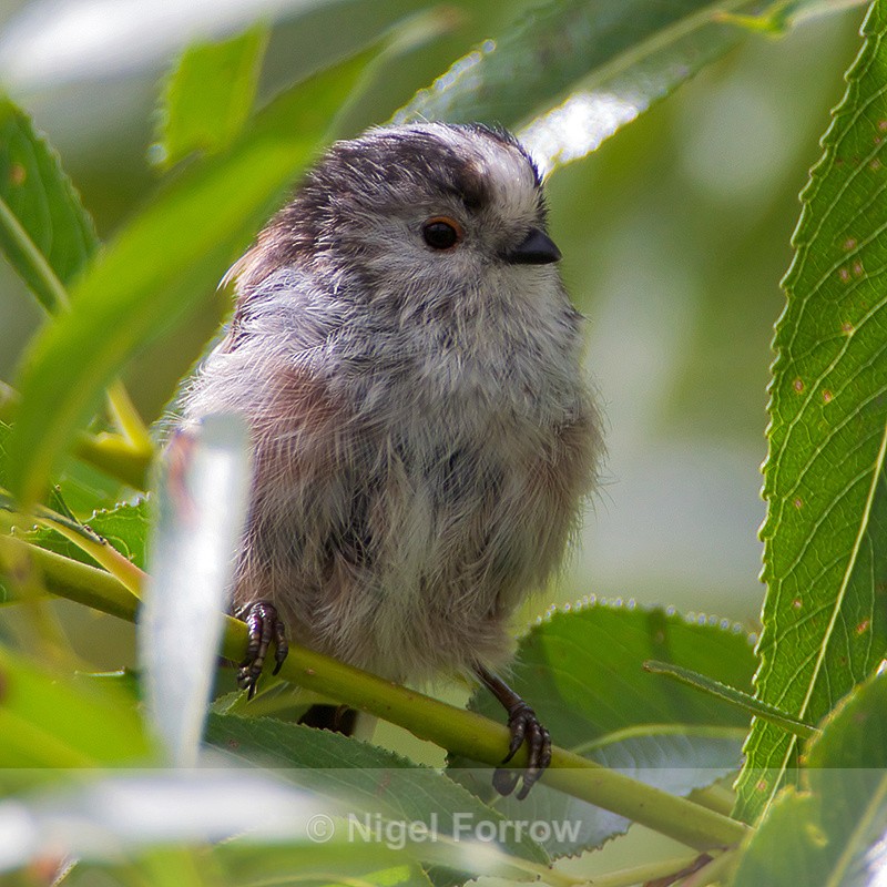 Long-tailed Tit - Long-tailed Tit