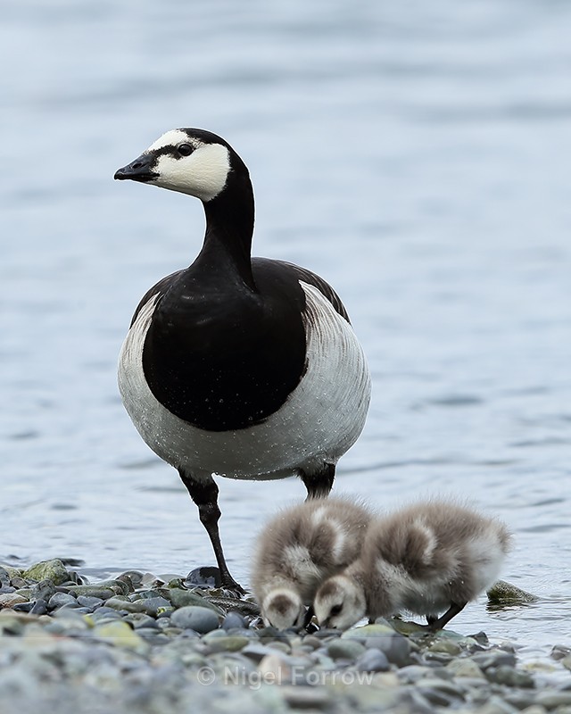 Barnacle Goose at lagoon edge, Jokulsarlon, Iceland - Barnacle Goose