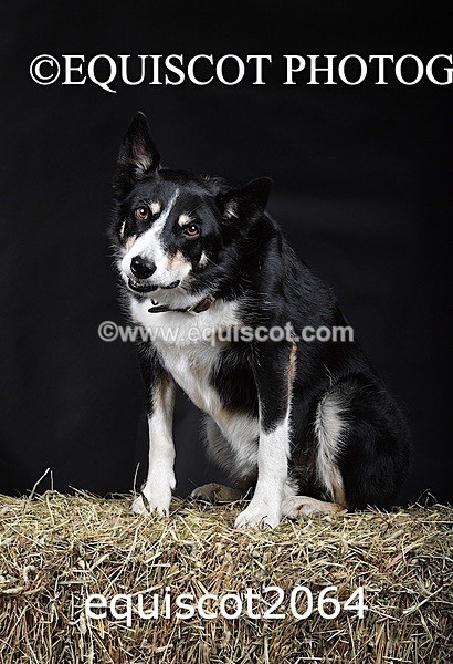 equiscot2064 - SKY & NELL