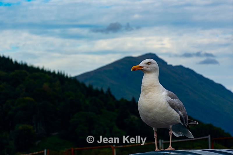 Herring Gull - DSC_0585 - Birds