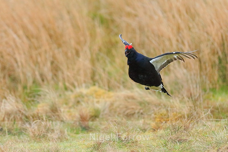 Black Grouse (male) flying, Scotland - Black Grouse