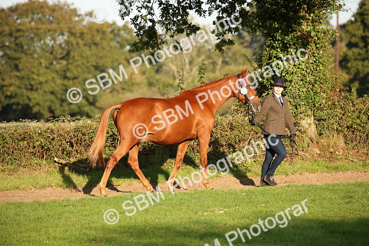 SBM_57552 - S50 - Foreign Breeds In Hand