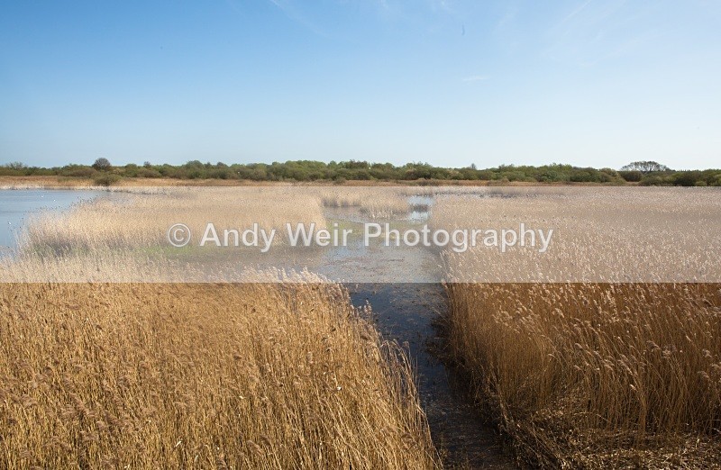 20110409-IMG_1510 - Woolston Eyes Nature Reserve
