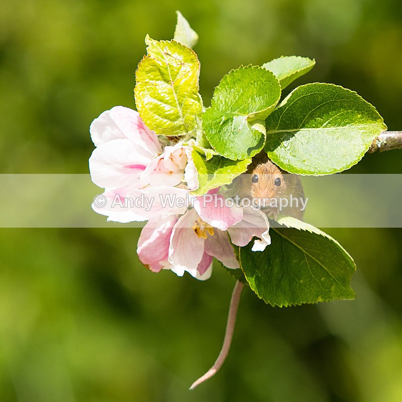 20150515-8E0A9721 - Harvest Mouse