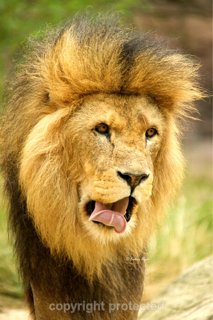 African Lion - Bailey - Big Cats