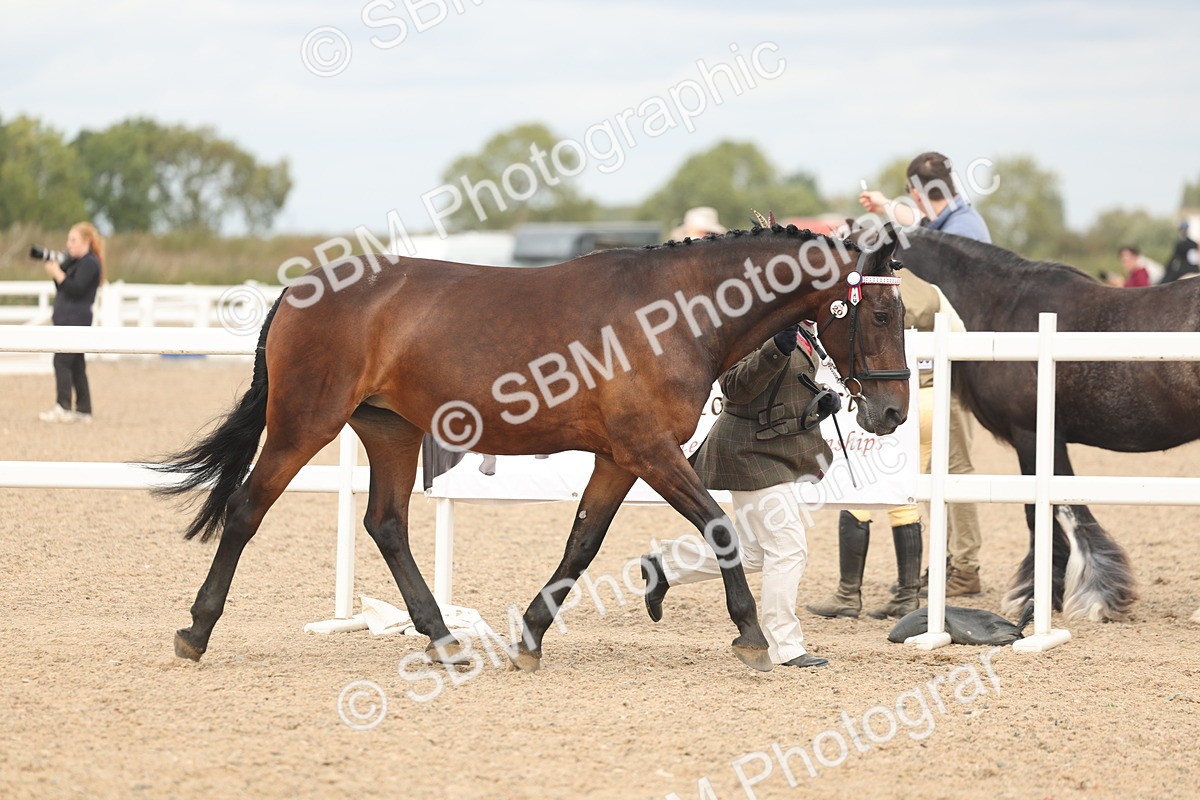 SBM_16950 - Class 312 - IH Competition Horse-Pony