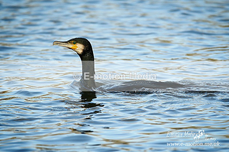 Commorant 140116 2 - Nature