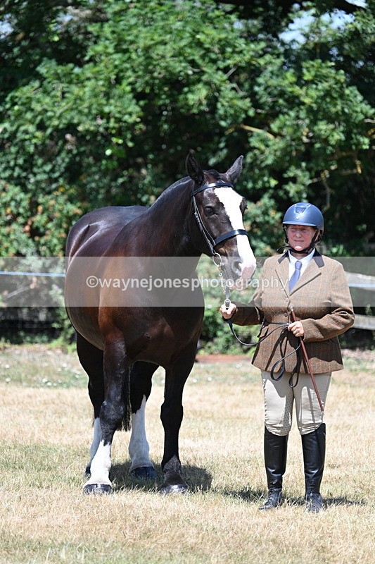 WJ7_2420 - Class 5a Most Handsome Gelding in hand (above 14.2hh)