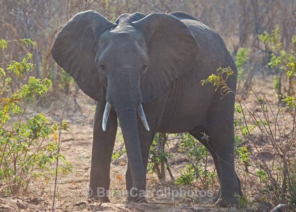 Defensive Elephant. Botswana - African Safari Tour 09 Zambia, Botswana,Namibia & South Africa