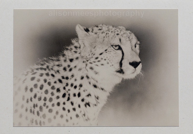 016 Cheetah portrait - For Sale - Handmade Cards £2.50 each