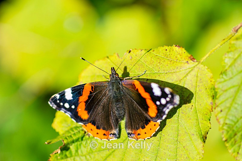 Red Admiral Butterfly - DSC_5864 - Insects