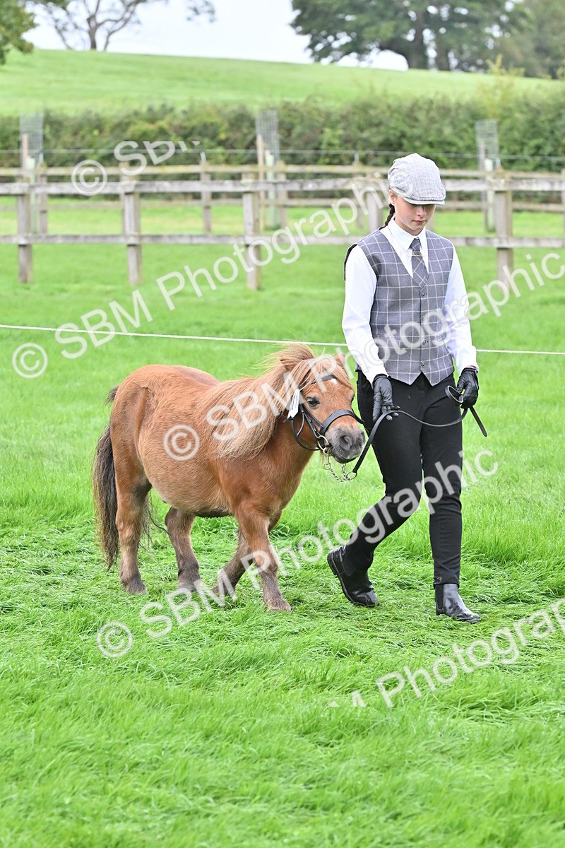 SBM_60925 - S48 - Mountain & Moorland In Hand Small Breeds