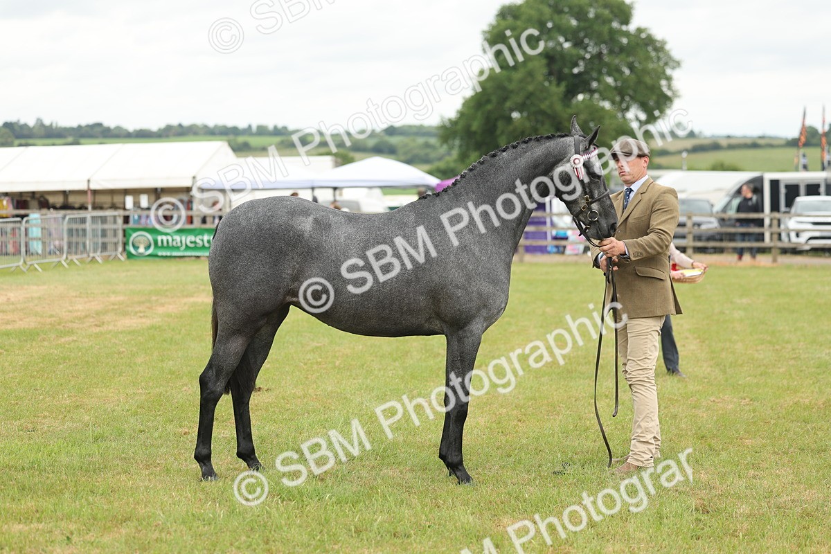 SBM_05486 - Class 68-73 - Riding Pony Breeding