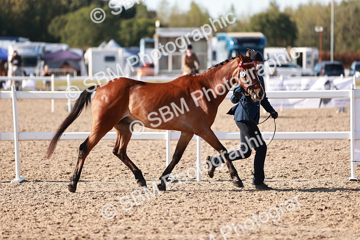 SBM_11392 - Class 402 - IH  Veteran pony