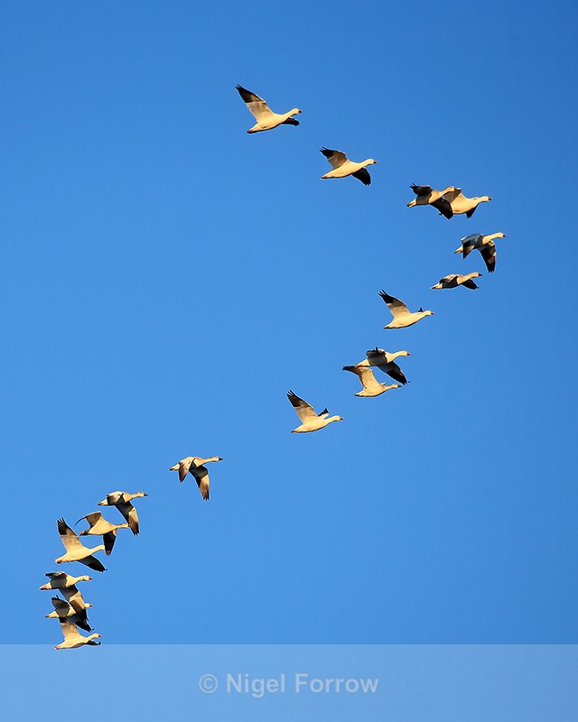 Snow Geese flying in formation, Bosque del Apache, New Mexico - Snow Goose