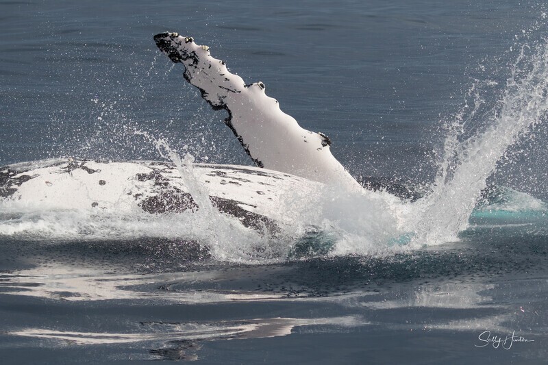 0A3A6656. Pectal Slap Reflection 1 - 2023 Whale Photos