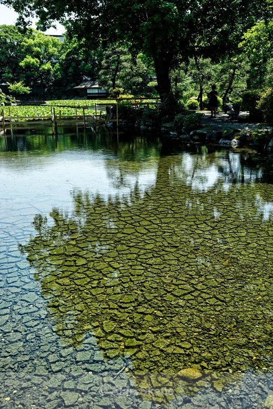 DSC05484 - Kyoto