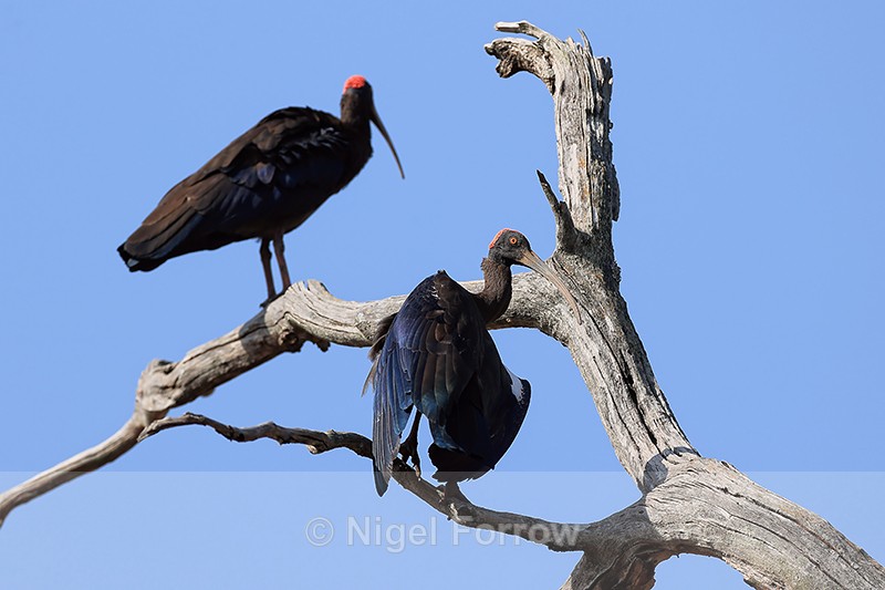 Red-naped Ibis perched, Bandhavgarh National Park, India - Red-naped Ibis