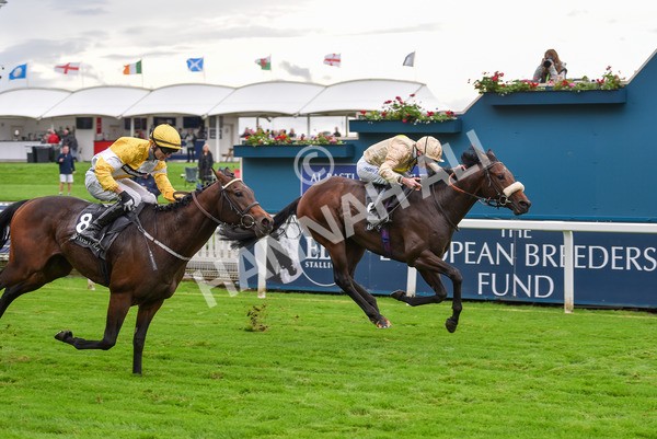 131023-Race 3-Apiarist-9420 - Race 3 3.15pm British EBF £100,000 Final