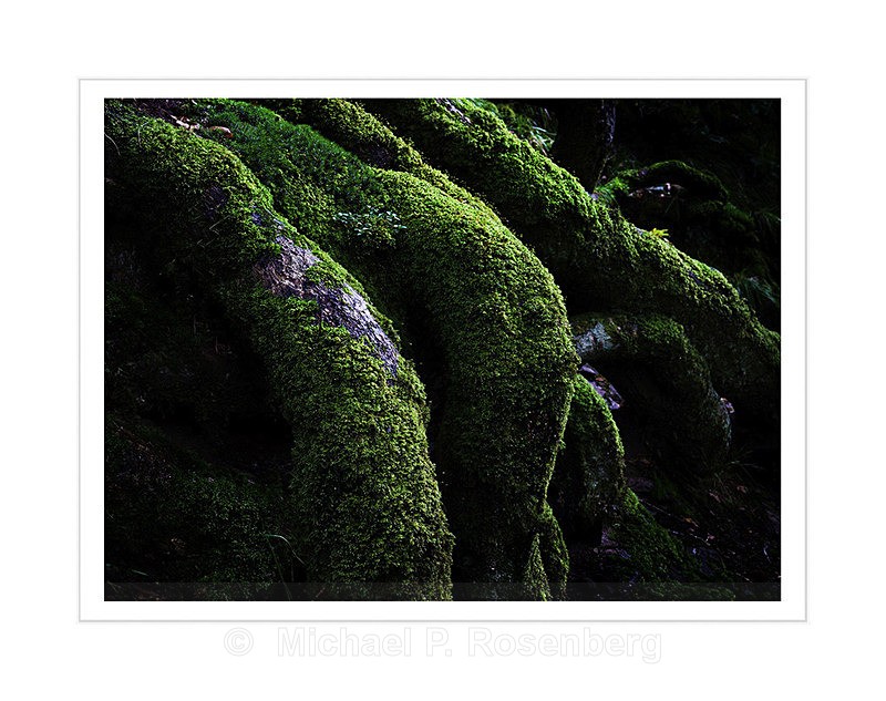 Walking Tree, II - Lake District, England