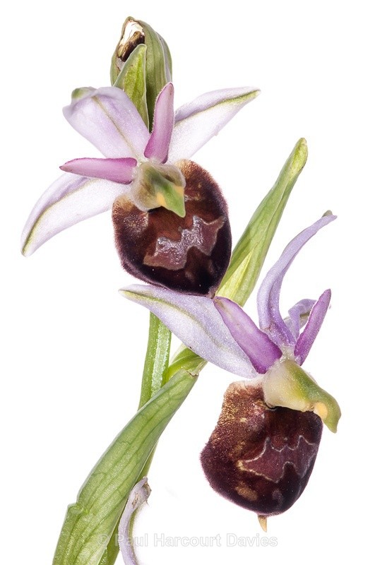  - WB: Orchids - Ophrys