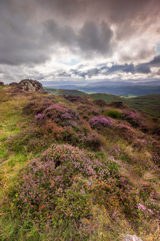 Heather - Distant Hills