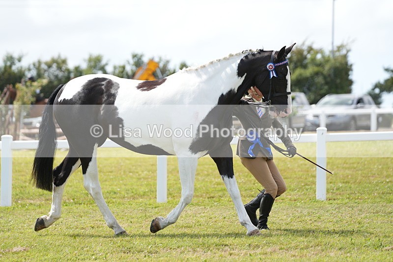 DSC07170 - Class 61: Coloured Horse 4yrs & Over