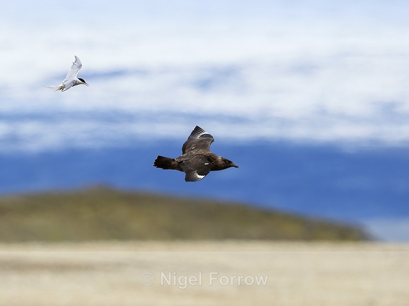 Arctic Tern chases Great Skua, Jokulsarlon, Iceland - Great Skua