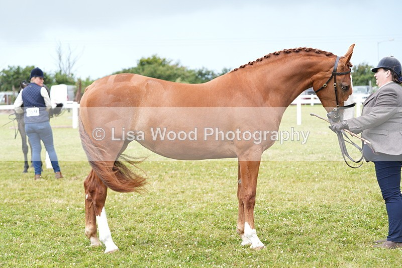 DSC06161 - Class 54: Hunter/Riding Horse/Hack 1 & 2 yr olds