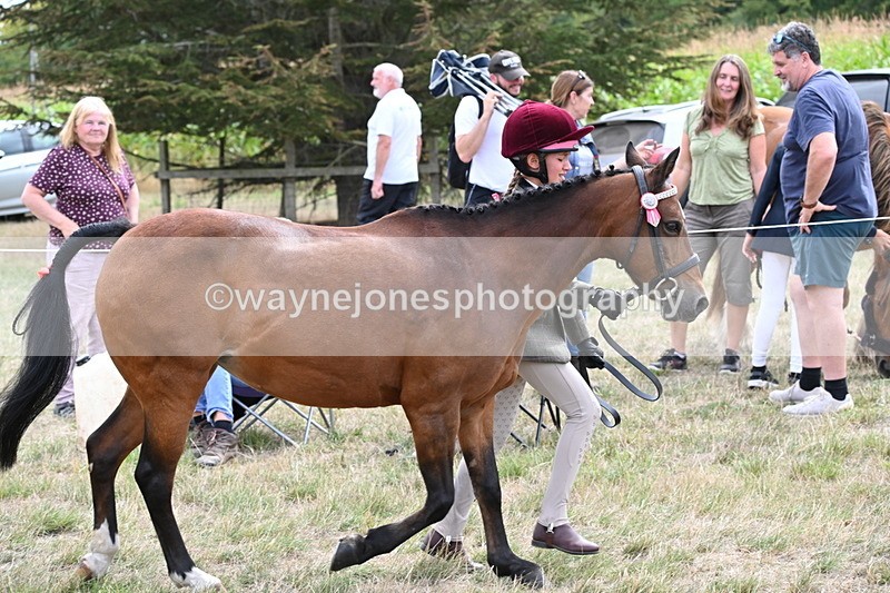 WJ6_5905 - Class 19 In-hand Veterans (Uploaded correct folder)