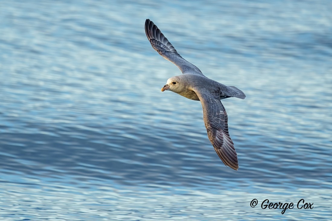 Fulmar - Svalbard - Realm of the Polar Bear