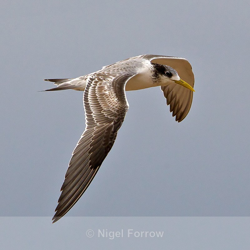 Greater Crested (Swift) Tern in flight - Greater Crested (Swift) Tern