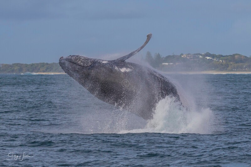 0A3A3031 - 2024 Whale Photos