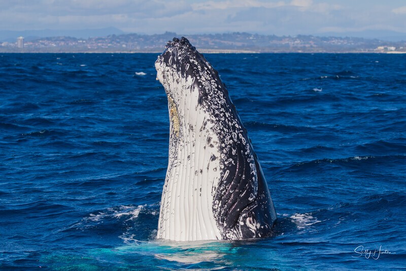 0A3A6093. High Spy-hop - 2023 Whale Photos