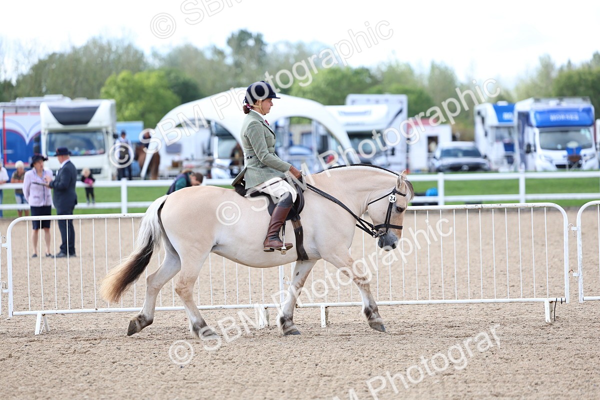 SBM_10735 - Class 305 - Ridden Foreign Breeds - Pure Bred