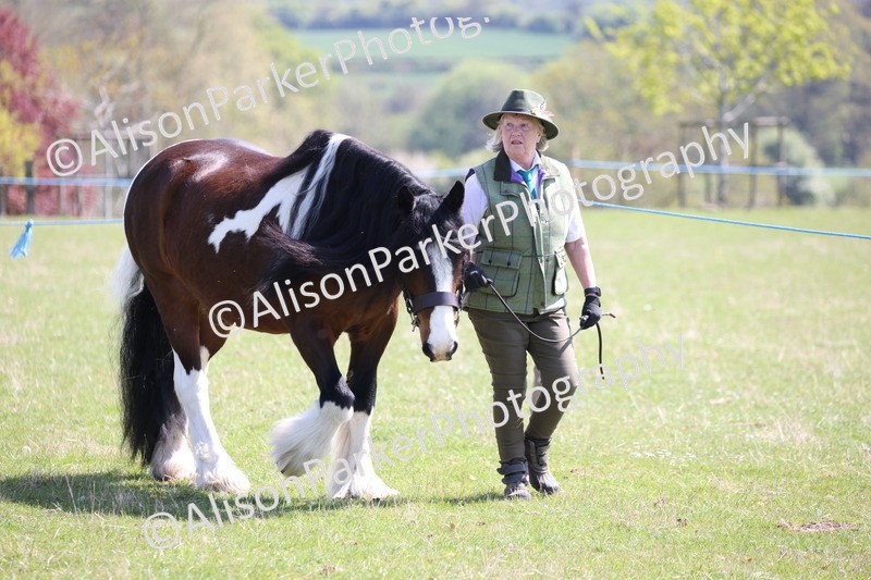20250427-2957 - Class 27 - Coloured Horse and Pony