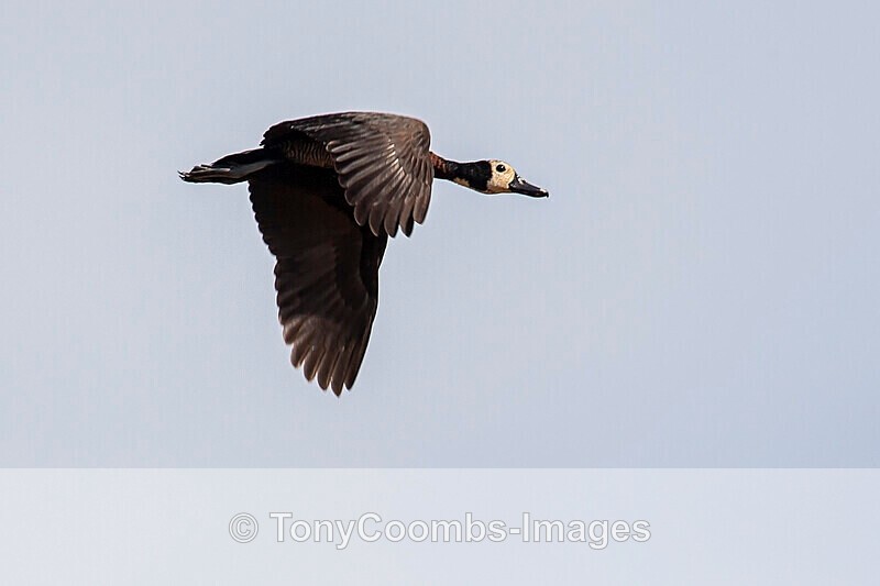 Whilte-faced Whistling Duck - The Gambia