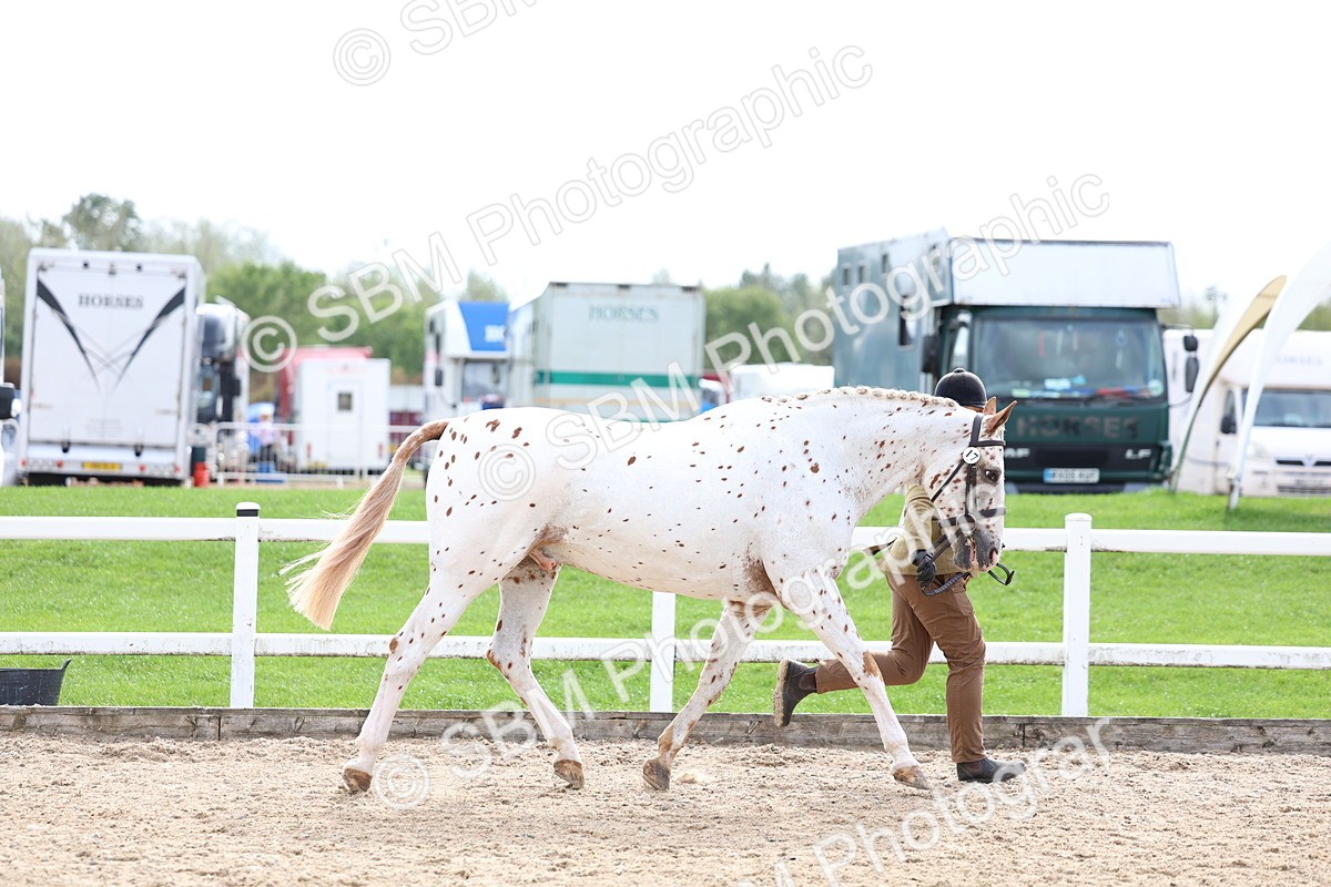 SBM_04470 - Class 26 - IH Foreign Breeds - Part Bred