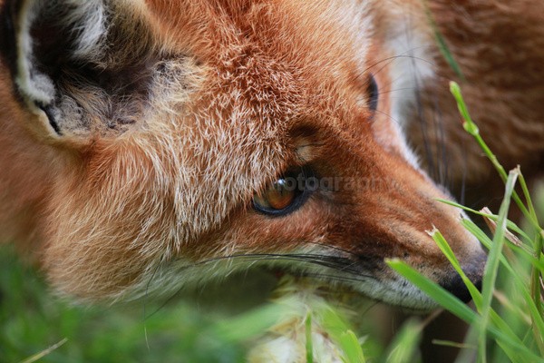 Red fox _ AN 0046 - Wildlife, Mammal Photography, Great Britain