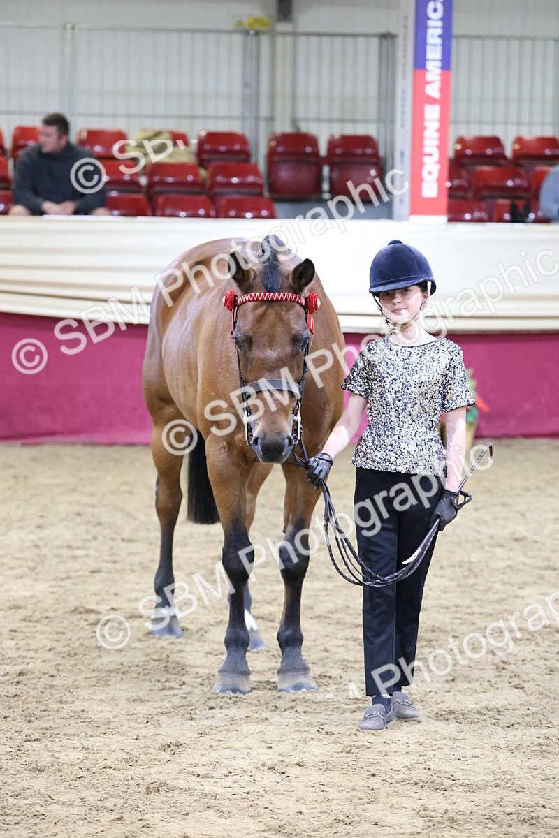 SBM_20445 - Class F - IH Small (148cm & Under)Champ