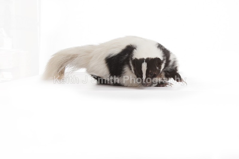 2SKJ8993 - Roaming Reptile Show. II