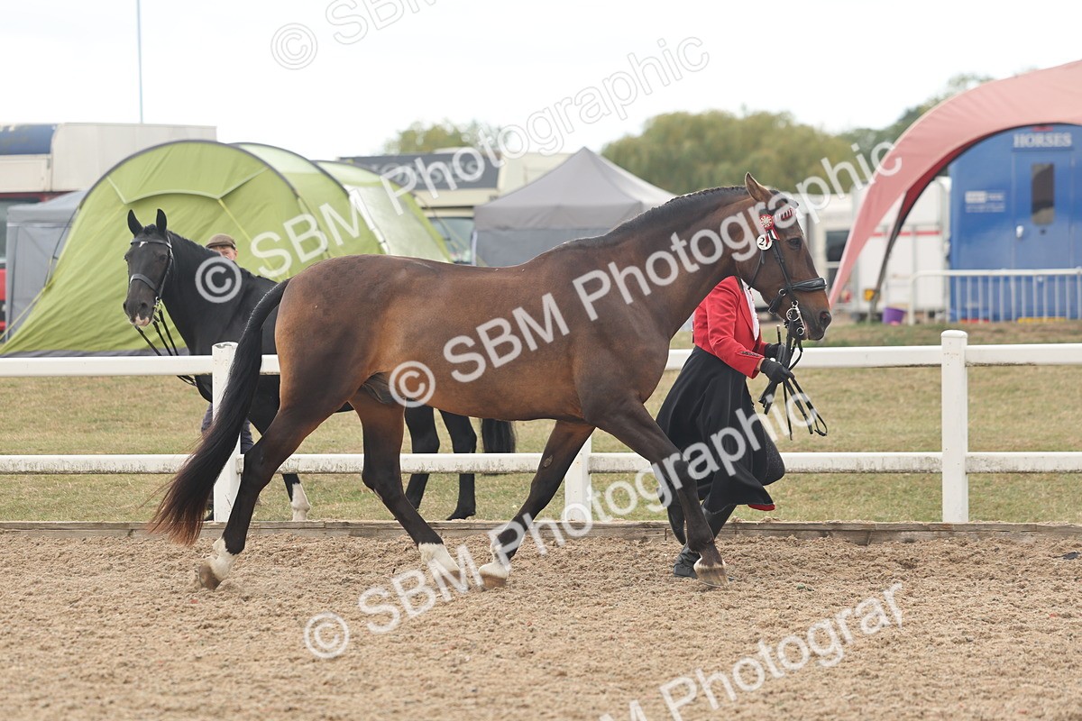 SBM_07635 - Class 26 - IH Foreign Breeds - Part Bred