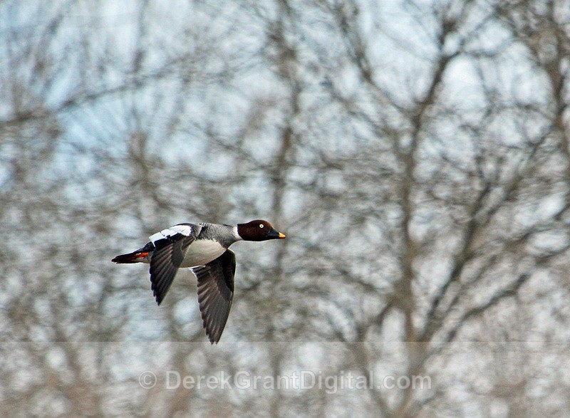 Common Goldeneye (female)