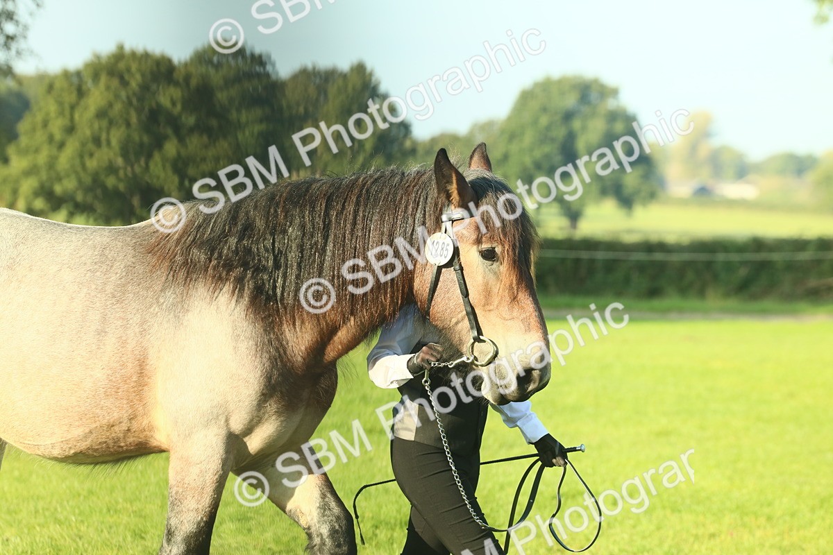 SBM_58528 - S37 - Starters In Hand Showing