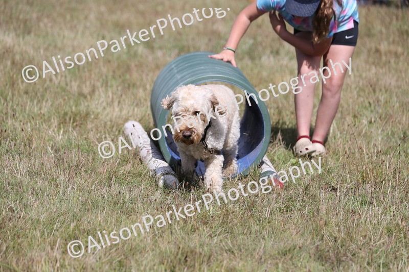 20260906-3430 - Class 34 - Dog Agility