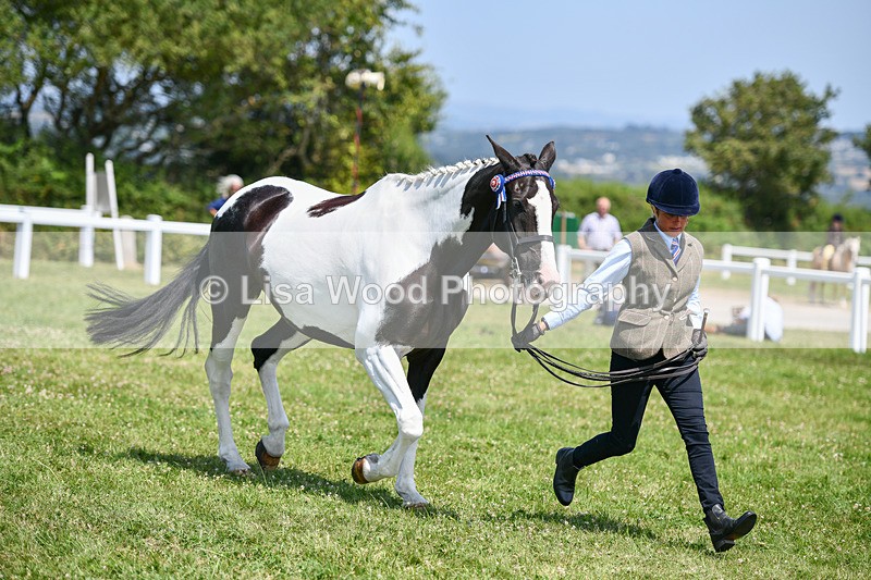 DSC_7854 - Class 65: Coloured Horse 4yrs & Over