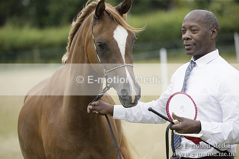 B230619-0859 - Bourne Valley Riding Club Summer Show 23/06/19