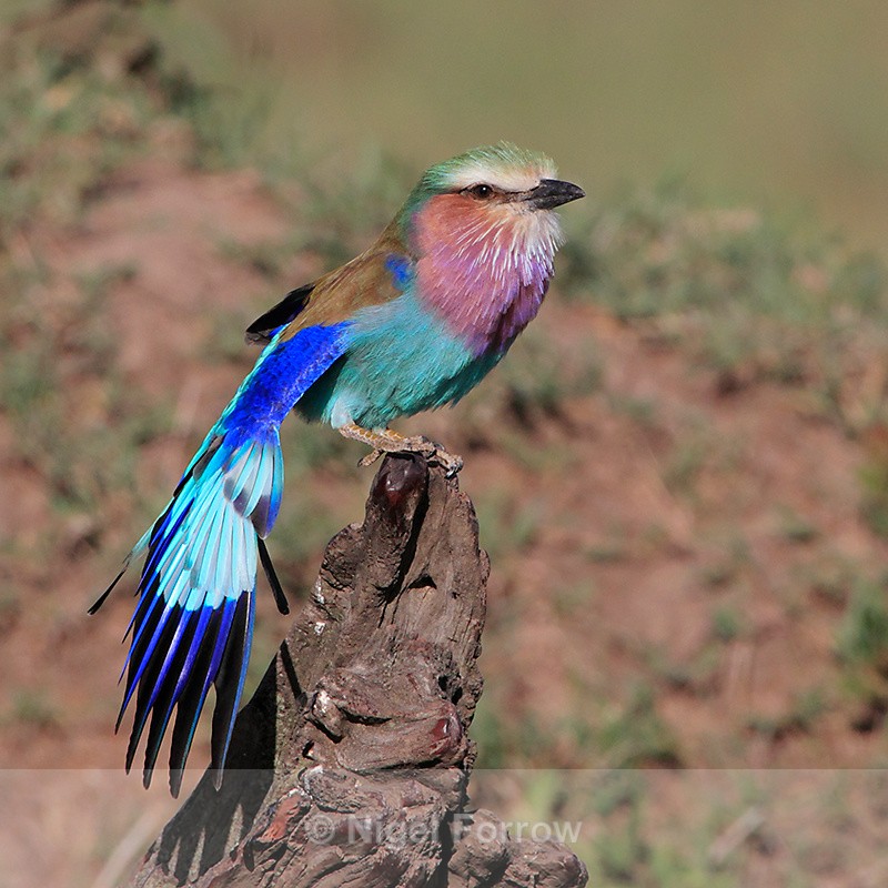 Lilac-breasted Roller stretching its wings while perched on a log - Lilac-breasted Roller