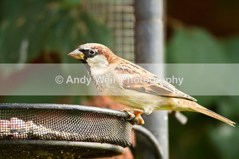 20101017-1991 - House Sparrow